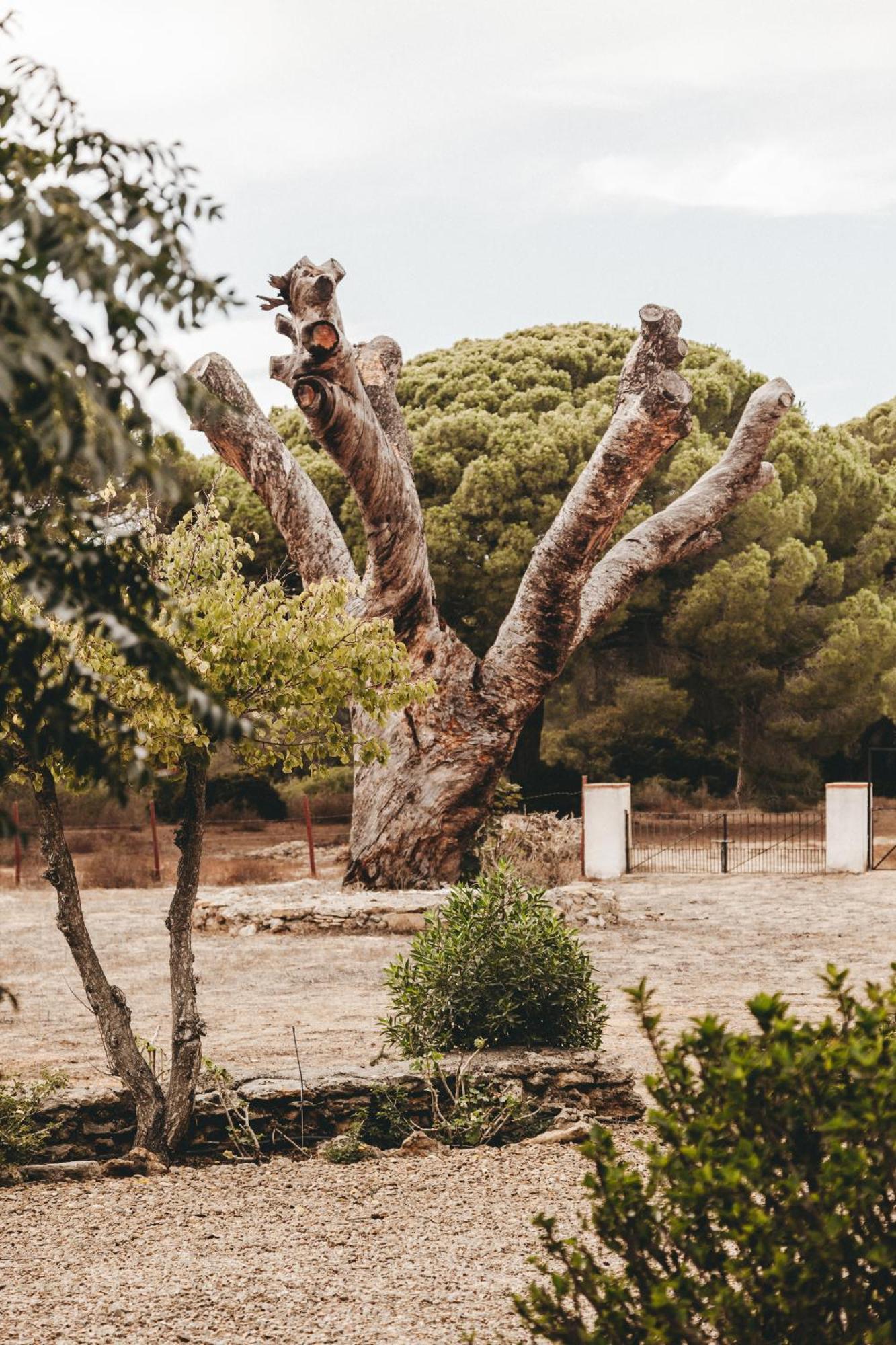 Casa Dehesa De Las Yeguas Cadiz Bagian luar foto
